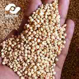 Bajra (Pearl millet)